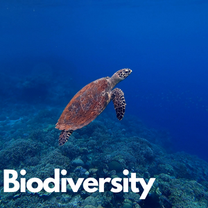A image of a sea turtle with the text 'Biodiversity'